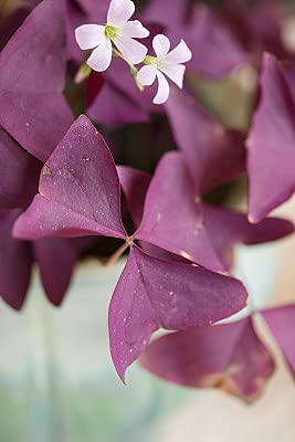 12PCS Purple Shamrocks Bulbs Good Luck Plant Purple Oxalis Bulbs for Planting Grows Indoor or Outdoor Oxalis Triangularis Bulb The Novice