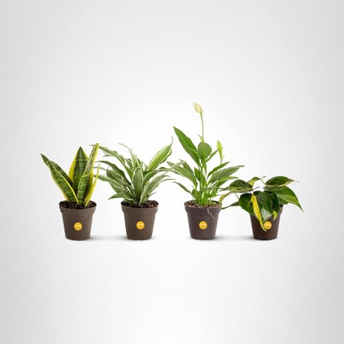 Costa Farms Live Indoor House Plants (4-Pack), Hand Selected Easy to Maintain Indoor Assorted Houseplants, Curated Air Purifying Mix, Low Light, Home Office Decor Plant Gift