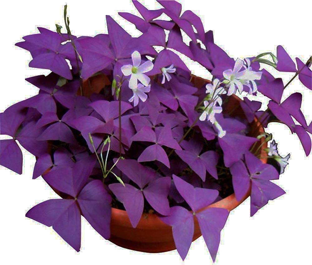 12PCS Purple Shamrocks Bulbs Good Luck Plant Purple Oxalis Bulbs for Planting Grows Indoor or Outdoor Oxalis Triangularis Bulb The Novice