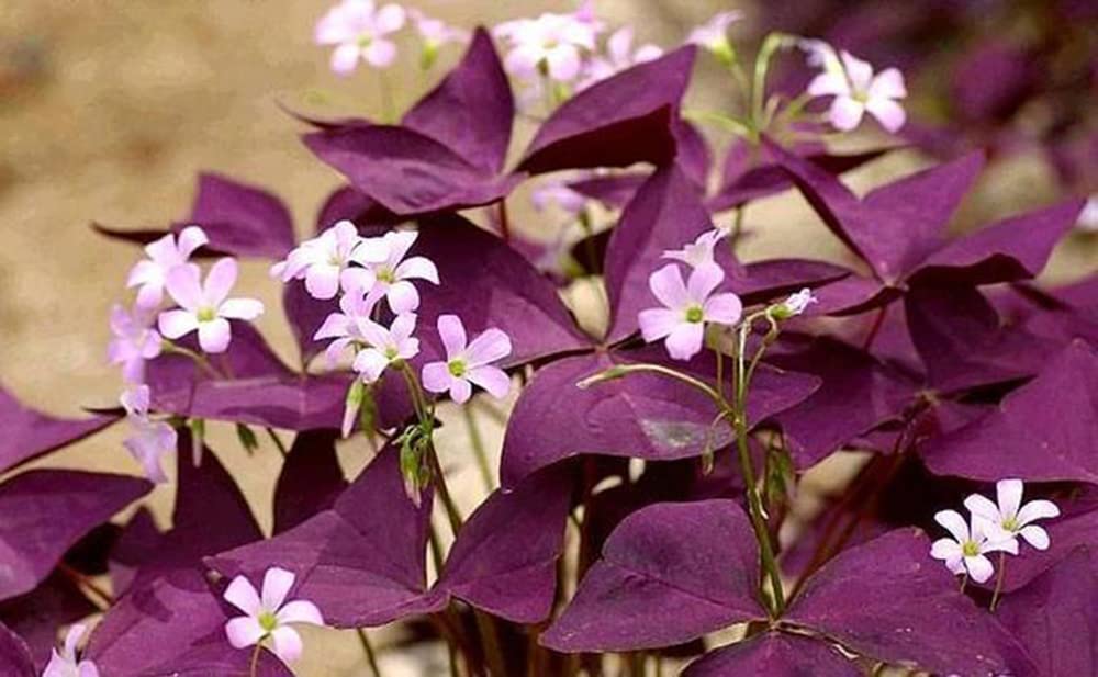 12PCS Purple Shamrocks Bulbs Good Luck Plant Purple Oxalis Bulbs for Planting Grows Indoor or Outdoor Oxalis Triangularis Bulb The Novice