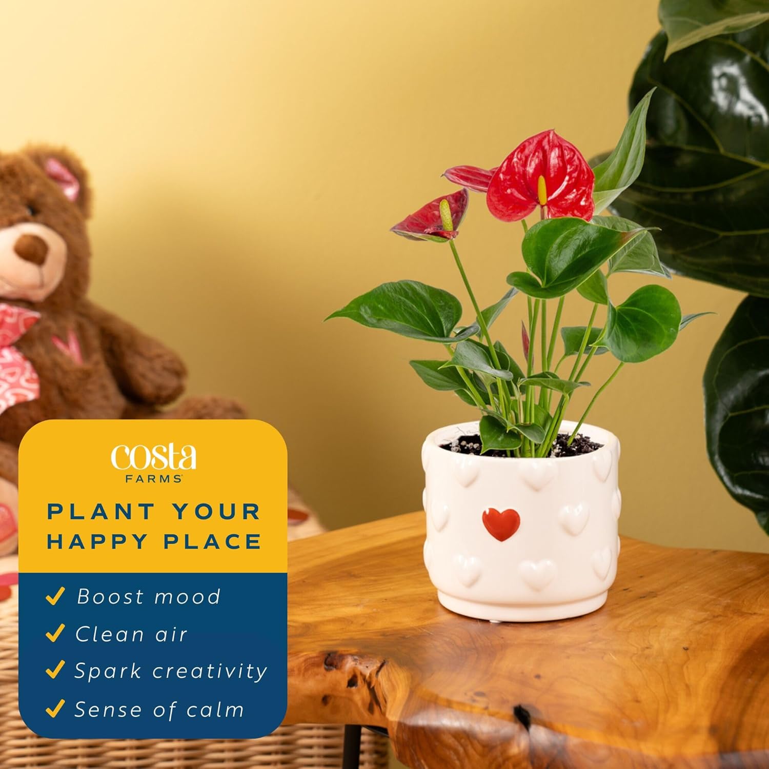 Costa Farms Live Anthurium Indoor Houseplant, Flamingo Flower with Heart-Shaped Red Blooms, 10-14 Inches Tall in Decorative Pot, Natural Air Purifier for Home or Office Decor, Gift for Her