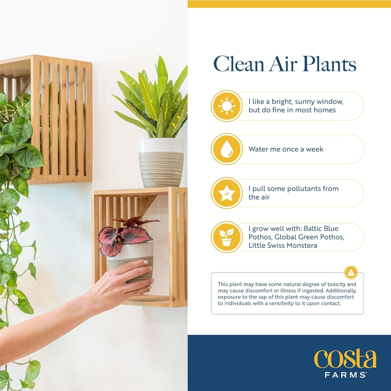 Costa Farms Live Indoor House Plants (4-Pack), Hand Selected Easy to Maintain Indoor Assorted Houseplants, Curated Air Purifying Mix, Low Light, Home Office Decor Plant Gift