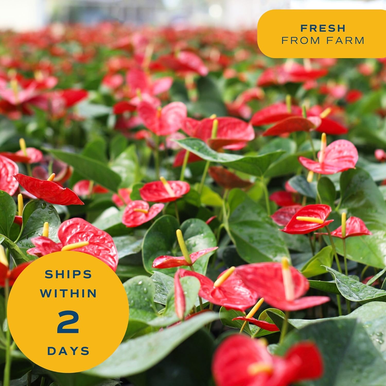 Costa Farms Live Anthurium Indoor Houseplant, Flamingo Flower with Heart-Shaped Red Blooms, 10-14 Inches Tall in Decorative Pot, Natural Air Purifier for Home or Office Decor, Gift for Her