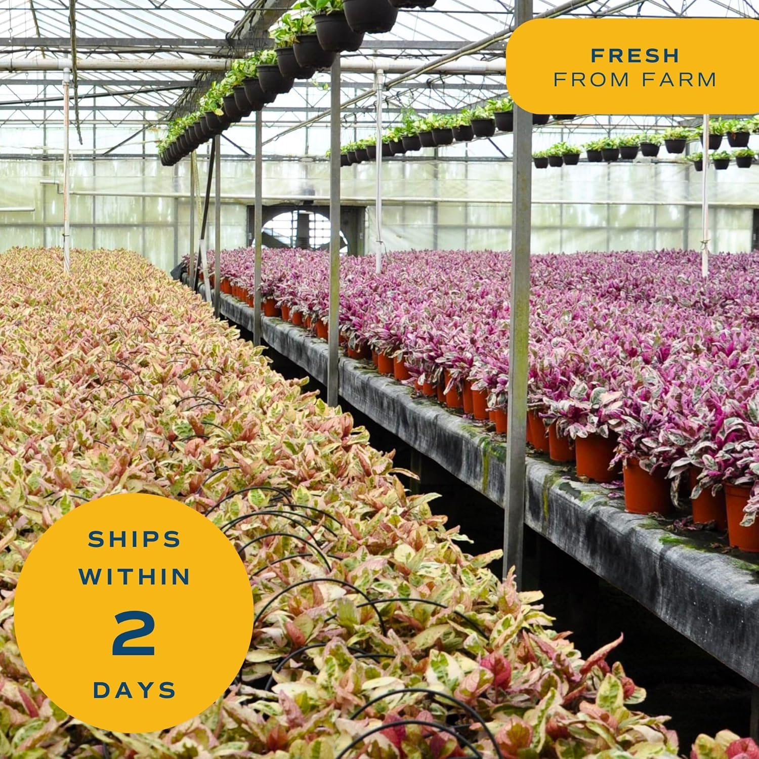 Costa Farms Live Indoor House Plants (4-Pack), Hand Selected Easy to Maintain Indoor Assorted Houseplants, Curated Air Purifying Mix, Low Light, Home Office Decor Plant Gift