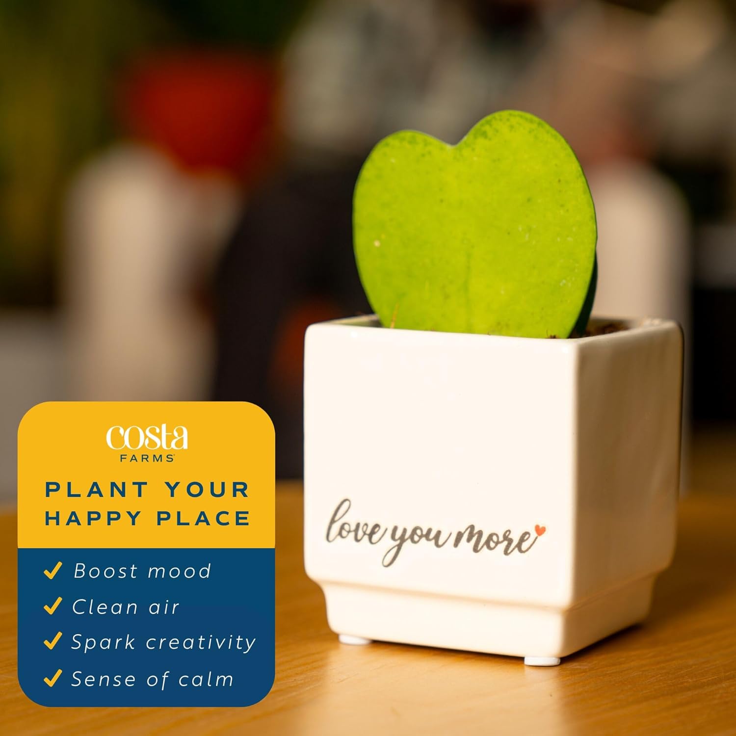 Costa Farms Hoya Heart Live Plant in Decorative Pot, Easy to Maintain Succulent Indoor Houseplant, Perfect for Home, Room, or Office Decor, Great House Warming or Birthday Gift, 5 Inches Tall